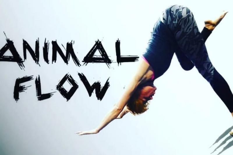 Kurz Animal Flow